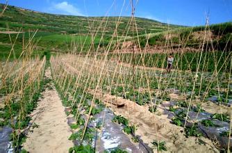 大棚种植什么蔬菜最适合成本小风险小?大棚适合栽种什么作物最具经济效益?-3158辽宁分站