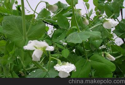 万全农业 农产品 【量大从优】 粮油作物 天然种植 蚕豆图片,万全农业 农产品 【量大从优】 粮油作物 天然种植 蚕豆图片大全,滑县万全农业-1-
