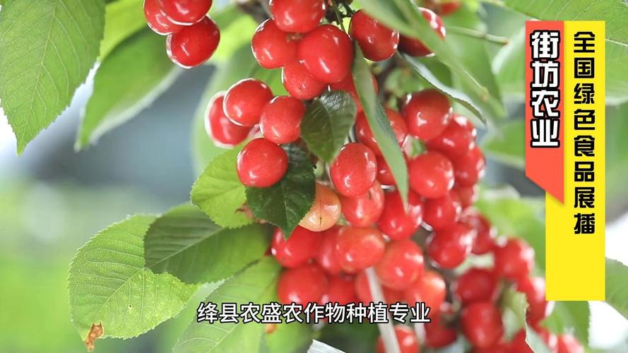 绛县农盛农作物种植合作社的樱桃是绿色食品